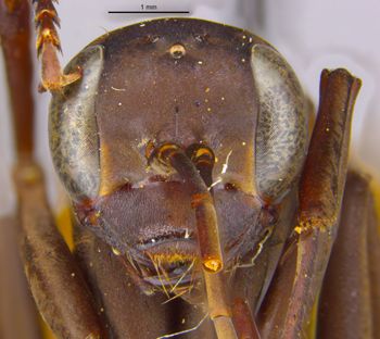 Media type: image;   Entomology 17035 Aspect: head frontal view